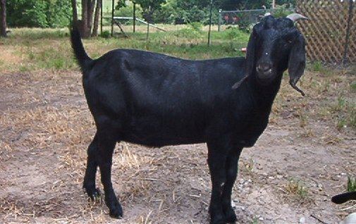 Black Bengal goat Black Bengal Goat Profile Info Guide Agrifarmingin