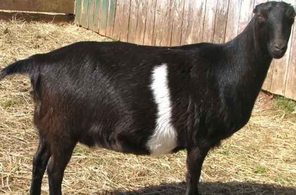 Black Bengal goat Black Bengal Goat Farming Information Guide Goat Farming