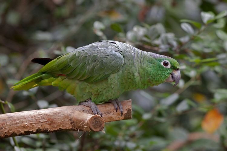 Black-billed amazon Bird Park Blackbilled Amazon Parrot Iguassu Falls Brazil