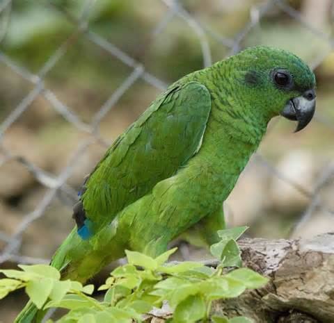 Black-billed amazon More on Amazona agilis Blackbilled Parrot