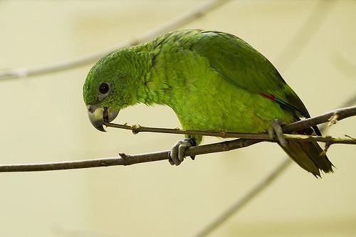 Black-billed amazon City Parrots