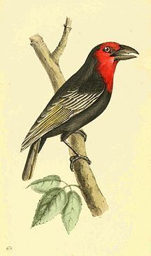Black-billed barbet httpsuploadwikimediaorgwikipediacommonsthu
