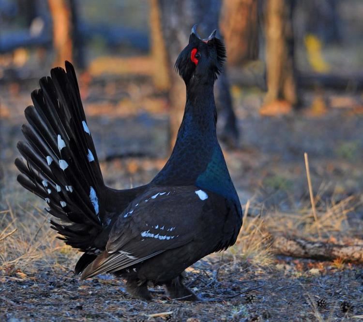 Black-billed capercaillie wwwhbwcomsitesdefaultfilesstylesibc1kpubl