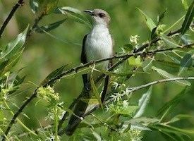 Black-billed cuckoo Blackbilled Cuckoo Sounds All About Birds Cornell Lab of