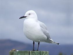 Black-billed gull httpsuploadwikimediaorgwikipediacommonsthu