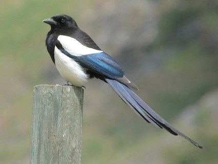 Black-billed magpie Blackbilled Magpie Identification All About Birds Cornell Lab
