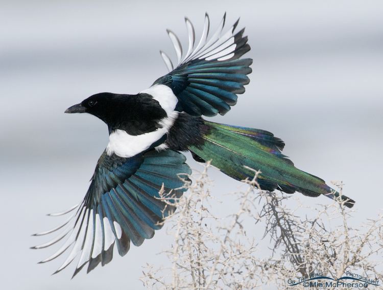 Black-billed magpie Blackbilled Magpie Images Mia McPherson39s On The Wing Photography