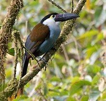 Black-billed mountain toucan httpsuploadwikimediaorgwikipediacommonsthu