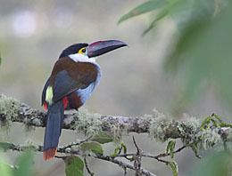 Black-billed mountain toucan BIRDING IN