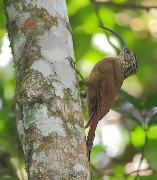 Black-billed scythebill FileCampylorhampus falcularius Blackbilled Scythebilljpg