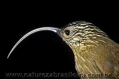 Black-billed scythebill More on Campylorhamphus falcularius Blackbilled Scythebill