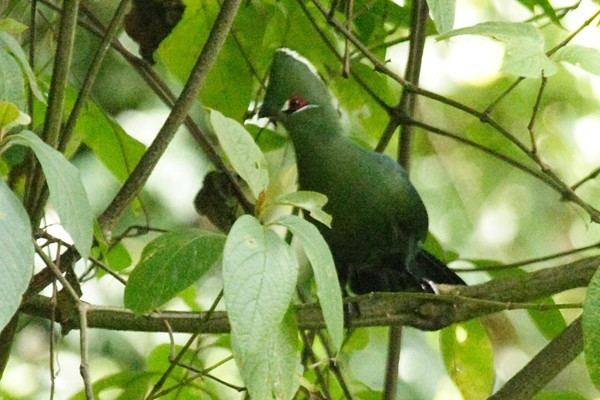 Black billed turaco - Alchetron, The Free Social Encyclopedia