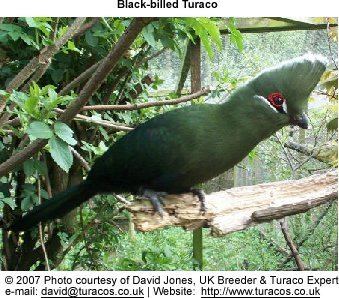 Black-billed turaco Blackbilled Turacos Tauraco schuetti