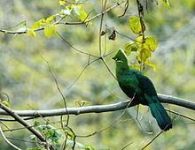 Black-billed turaco httpsuploadwikimediaorgwikipediacommonsthu