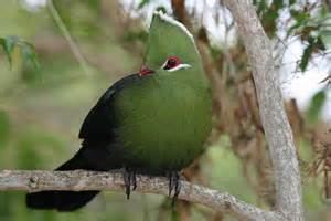 Black billed turaco - Alchetron, The Free Social Encyclopedia