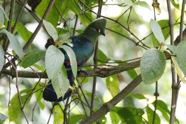 Black-billed turaco African Bird Club