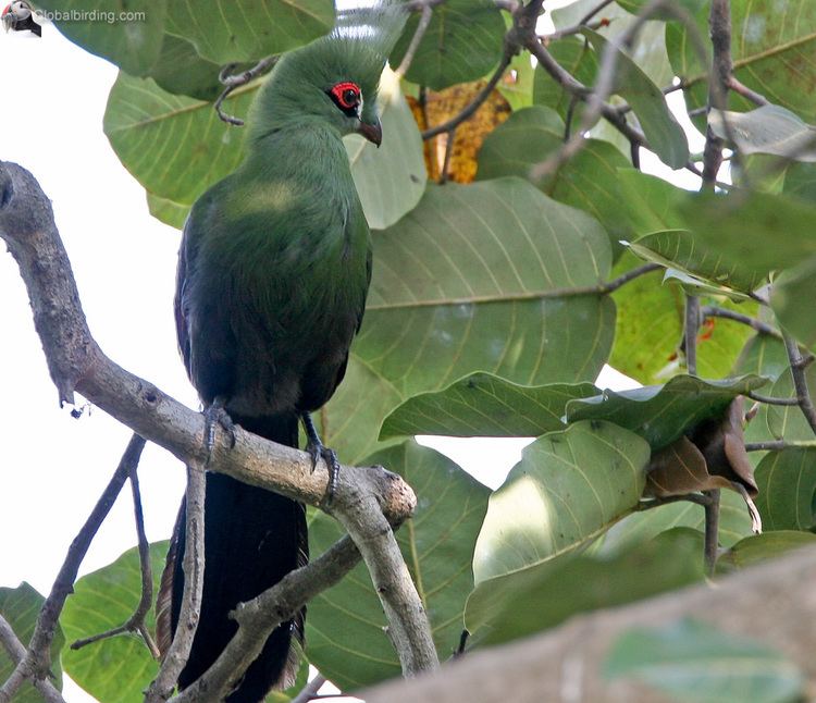 Black billed turaco - Alchetron, The Free Social Encyclopedia