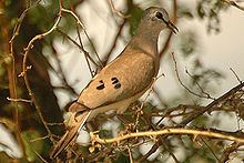 Black-billed wood dove httpsuploadwikimediaorgwikipediacommonsthu