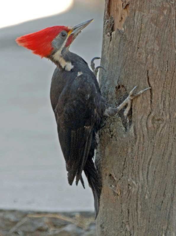 Black-bodied woodpecker wwwhbwcomsitesdefaultfilesstylesibc1kpubl