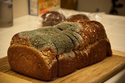 Black bread mold 10 Facts about Bread Mold Fact File