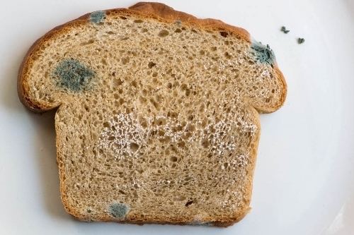 Black bread mold 10 Facts about Bread Mold Fact File