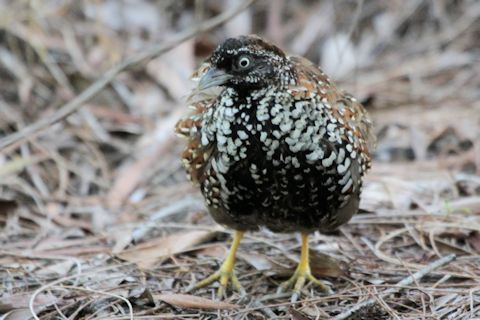 Black-breasted buttonquail Blackbreasted Buttonquail Bushpea 813