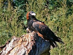 Black-breasted buzzard httpsuploadwikimediaorgwikipediacommonsthu