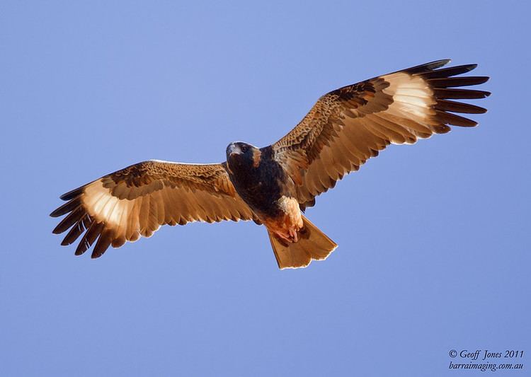 Black breasted buzzard - Alchetron, The Free Social Encyclopedia