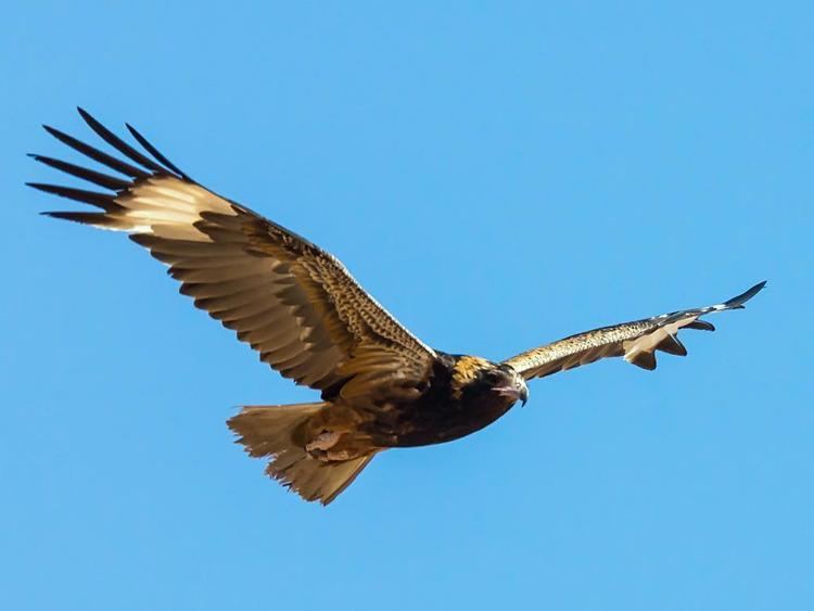 Black-breasted buzzard Blackbreasted Buzzard Hamirostra melanosternon Bird in flight