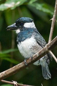 Black-breasted puffbird httpsuploadwikimediaorgwikipediacommonsthu