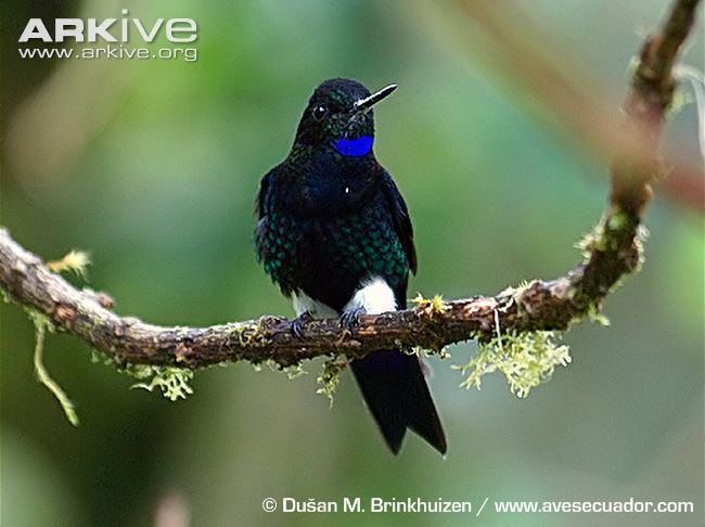 Black-breasted puffleg Blackbreasted puffleg videos photos and facts Eriocnemis