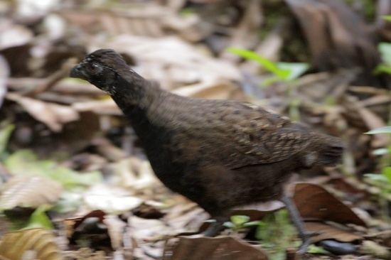 Black-breasted wood quail Blackbreasted Wood Quail BirdForum Opus