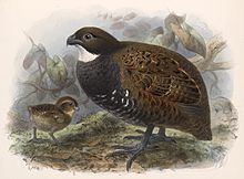 Black-breasted wood quail httpsuploadwikimediaorgwikipediacommonsthu