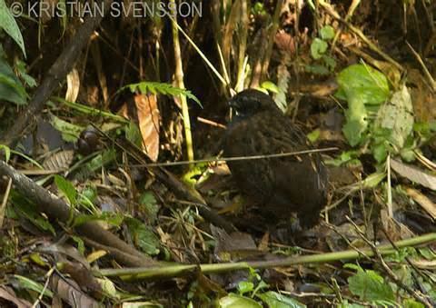 Black-breasted wood quail More on Odontophorus leucolaemus Whitethroated Wood Quail