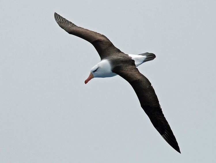 Black-browed albatross Blackbrowed mollymawk New Zealand Birds Online