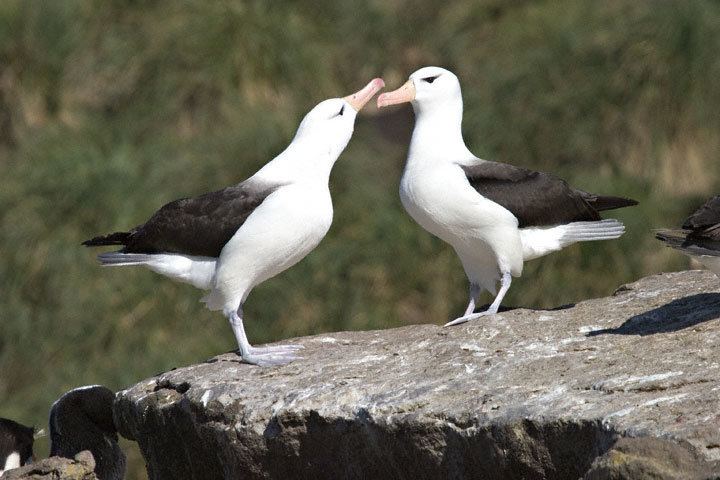 Black-browed albatross Blackbrowed Albatross Thalassarche melanophris