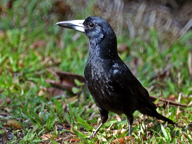Black butcherbird Black Butcherbird Cracticus quoyi Cairns QLD Australia Flickr