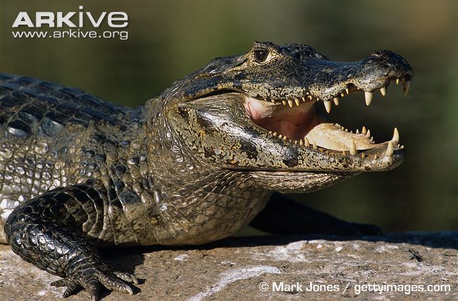 Black caiman Black caiman videos photos and facts Melanosuchus niger ARKive