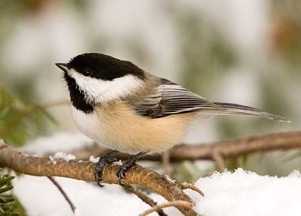 Black-capped chickadee Blackcapped Chickadee Identification All About Birds Cornell
