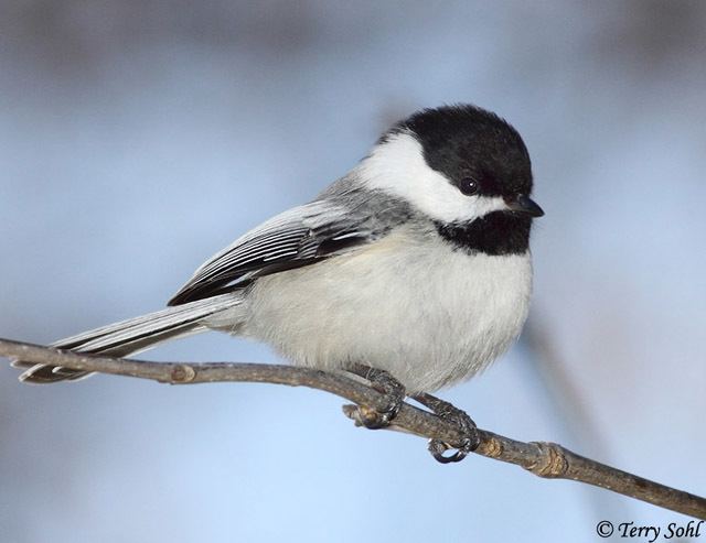 Black-capped chickadee Blackcapped Chickadee South Dakota Birds and Birding