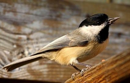 Black-capped chickadee httpswwwallaboutbirdsorgguidePHOTOLARGEbl