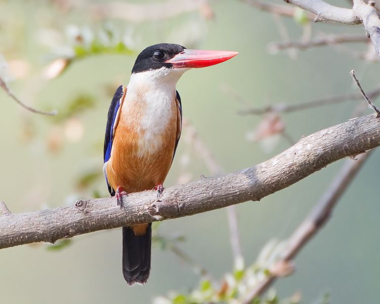 Black-capped kingfisher FileHalcyon pileata Phra Nonjpg Wikipedia