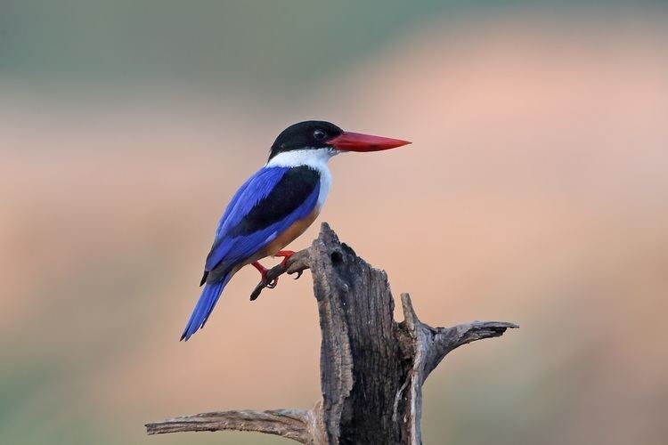 Black-capped kingfisher Malaysian Wildlife Photography Byram Penang Paradise lost for
