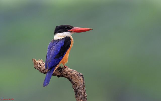 Black-capped kingfisher Black Capped Kingfisher a gallery on Flickr