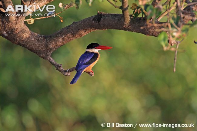 Black-capped kingfisher Blackcapped kingfisher photo Halcyon pileata G116731 ARKive