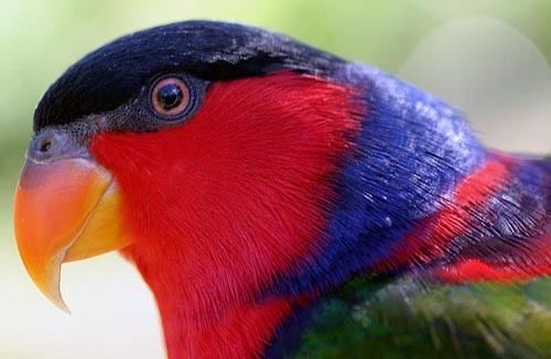 Black-capped lory Blackcapped Lory BirdForum Opus