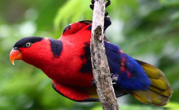Black-capped lory Blackcapped lory Australian Geographic