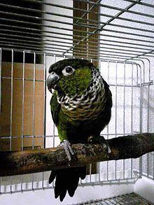 Black-capped parakeet httpsuploadwikimediaorgwikipediacommonsthu