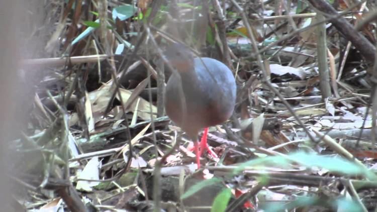 Black-capped tinamou httpsiytimgcomviiSQFqE42bGkmaxresdefaultjpg