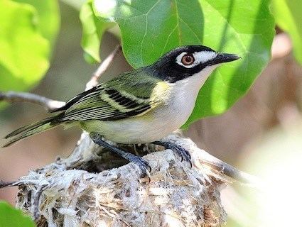 Black-capped vireo httpswwwallaboutbirdsorgguidePHOTOLARGEbc